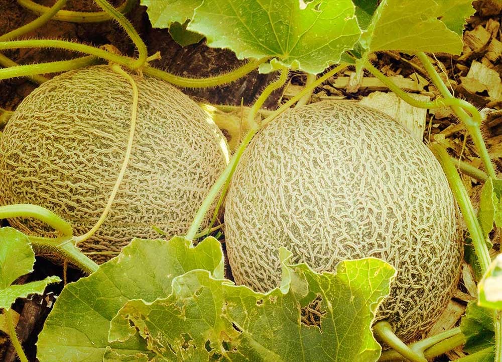 Espera Sagarhpa estudios determinen origen del brote de salmonella en Canadá y Estados Unidos